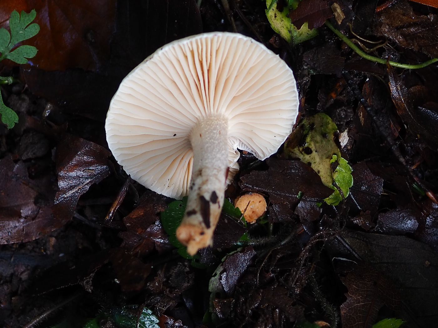 Photo © John Catterson Hygrophorus unicolor by John Catterson